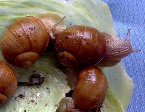 pomatia2.jpg