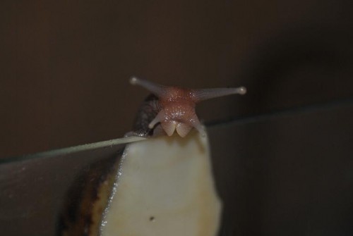 DSC_0040.jpg
