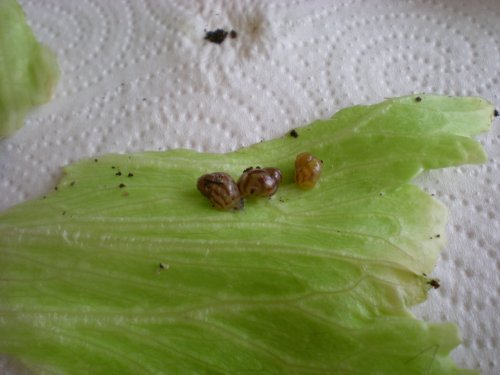 schnecken_098.jpg