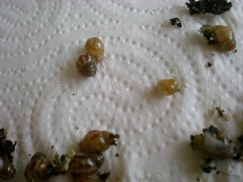 schnecken_102.jpg