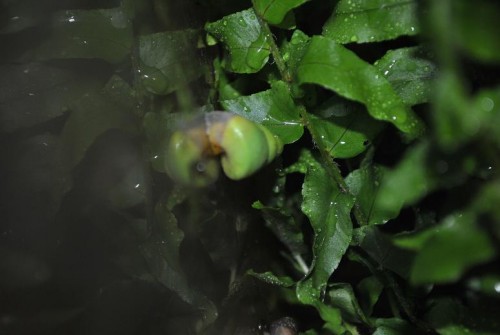 DSC_0102.JPG