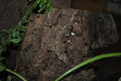 DSC_0007.jpg