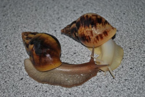 DSC_0042.jpg