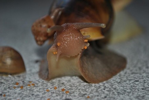 DSC_0059.jpg
