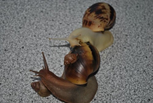 DSC_0066.jpg