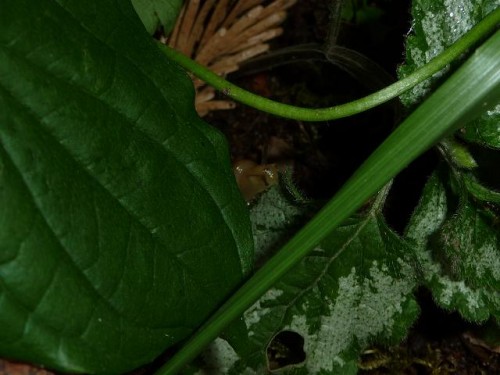 Bilder 2009 4299.jpg