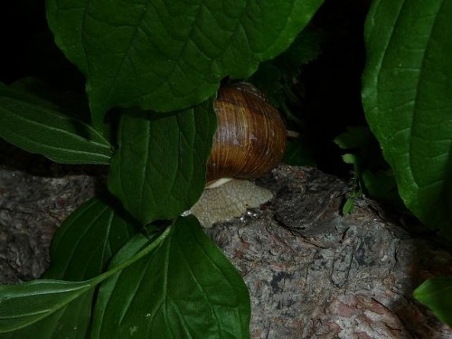 Bilder 2009 4295.jpg