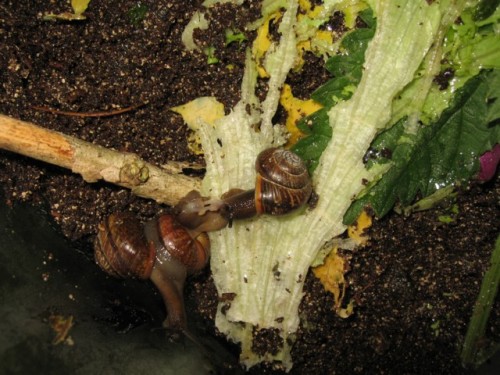 baumschneckensex.jpg