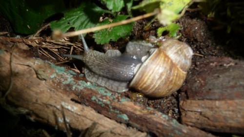 Bilder 2009 4302.jpg