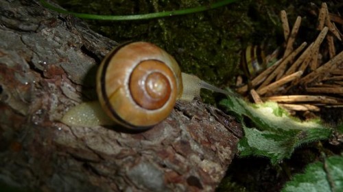 Bilder 2009 4316.jpg