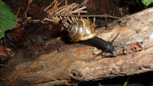 Bilder 2009 4317.jpg