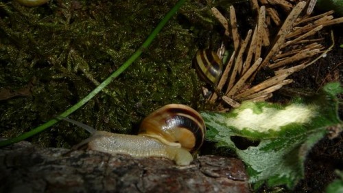 Bilder 2009 4321.jpg