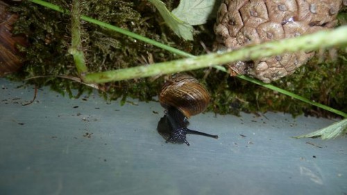 Bilder 2009 4335.jpg