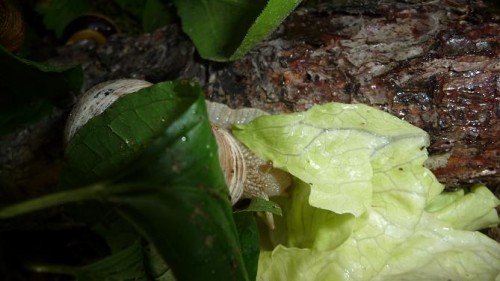 Bilder 2009 4670.jpg
