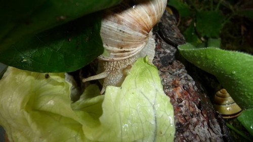 Bilder 2009 4671.jpg