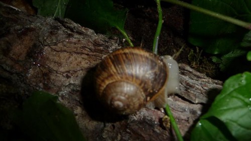 Bilder 2009 4673.jpg