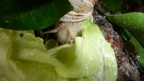 Bilder 2009 4675.jpg