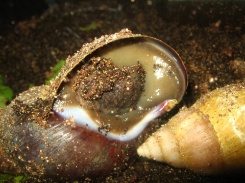 schnecken2.jpg