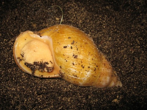 schnecken3.jpg