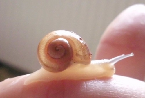Schnecke11.JPG