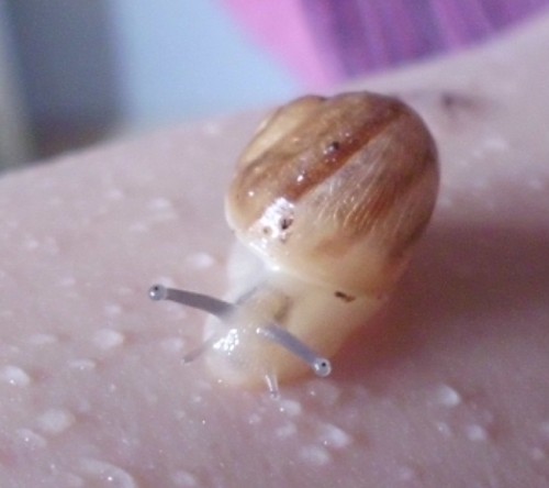 Schnecke12.JPG