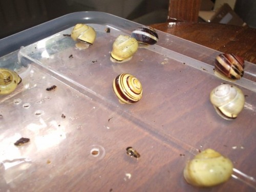 cepaea nemoralis 7-9-2011 002.JPG