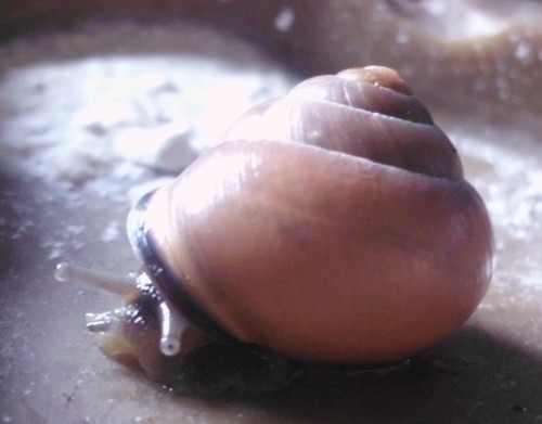 schnecke10.JPG