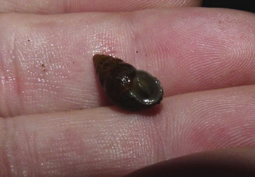 110613 Schloßwald Vaduz FL (31)_tn.jpg