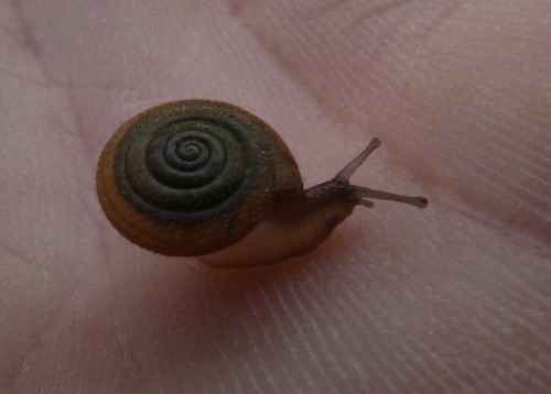 110918 Ruppersdorfer See (04)_tn.jpg