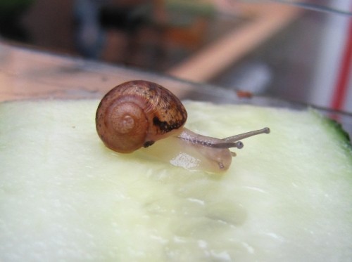 Cornu aspersum junges 2.jpg