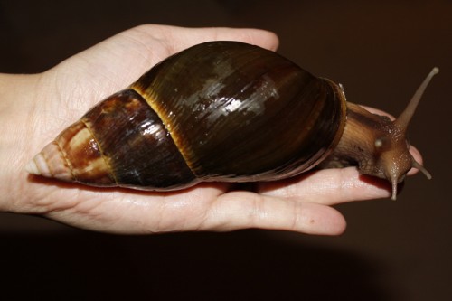 Schokofulica 1.jpg