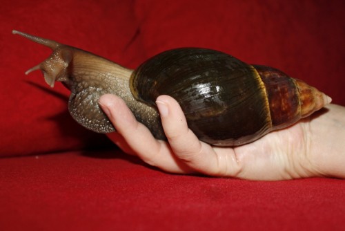 Schokofulica 2.jpg