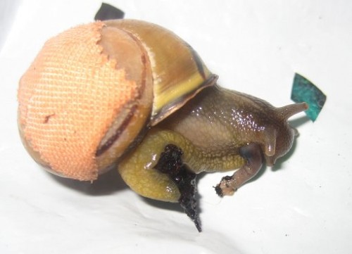 arme schnecke1.jpg