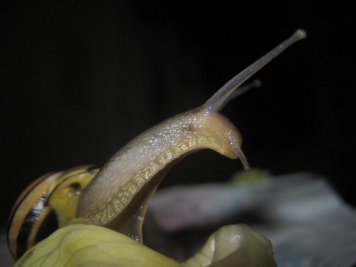 arme schnecke2.jpg