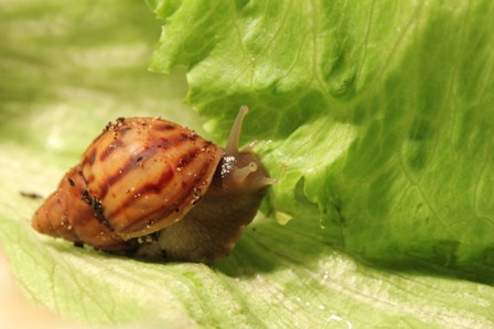 2011_09_29 Schneckis_3.jpg