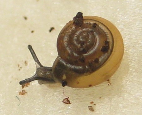 blumenschneckis3.jpg
