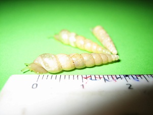 Subulina octana Angebot.jpg