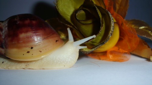 blume_passig_gemacht.jpg