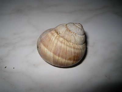 helix 008.jpg