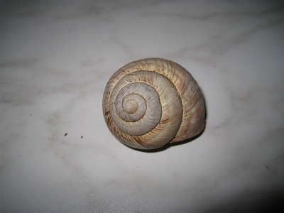 helix 010.jpg