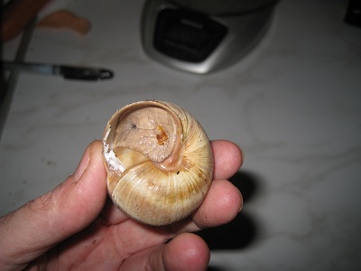 helix 012.jpg