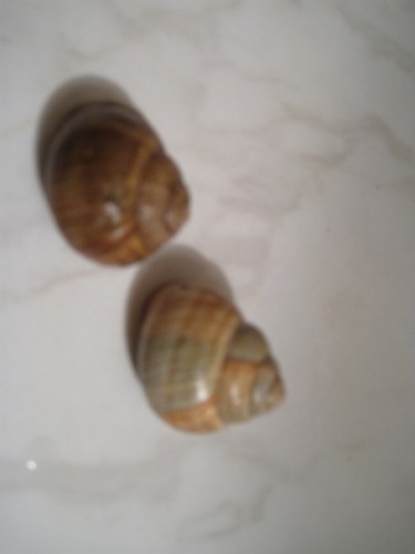helix vergl..jpg