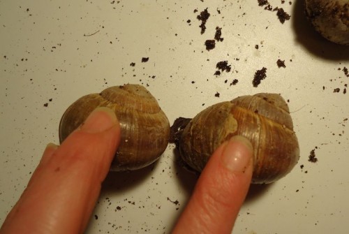 Helix sp.2.jpg