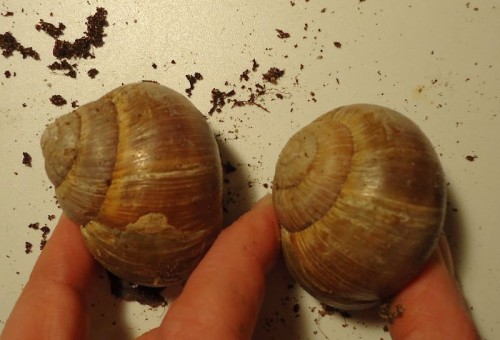Helix sp.3.jpg