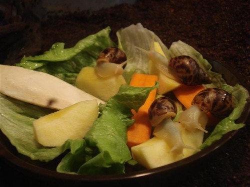 DSC03607 (Klein).JPG