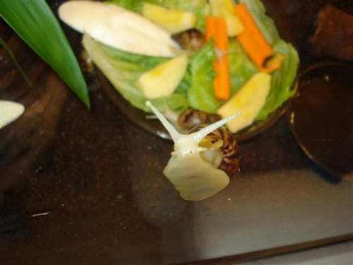 DSC03612 (Klein).JPG