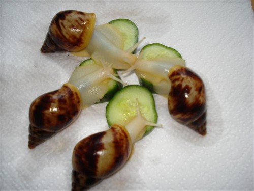 DSC04198 (Klein).JPG