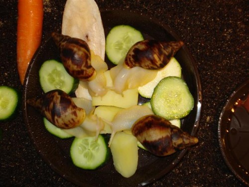 DSC04205 (Klein).JPG