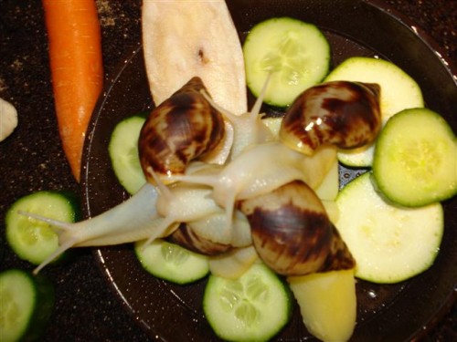 DSC04207 (Klein).JPG