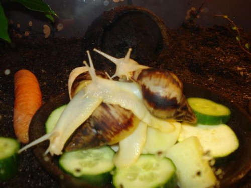 DSC04208 (Klein).JPG